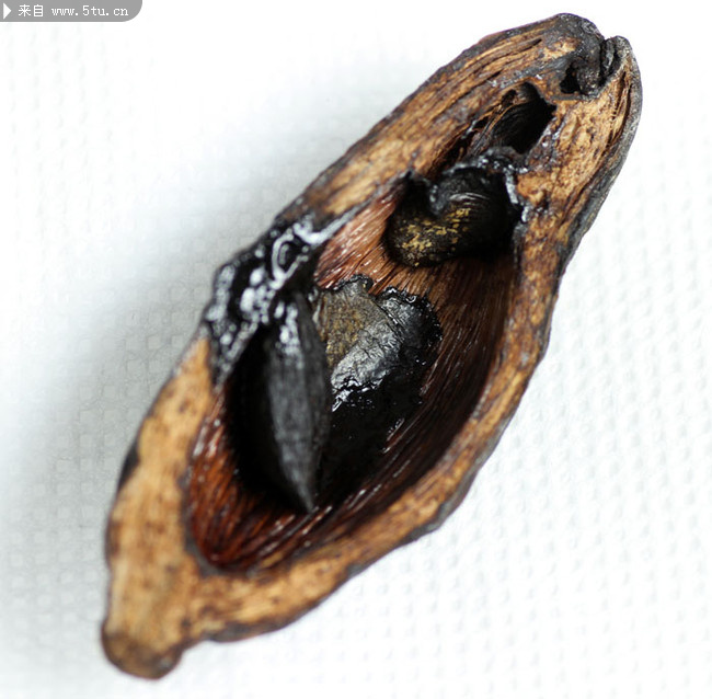 [高清]槟榔特写素材3300*3300