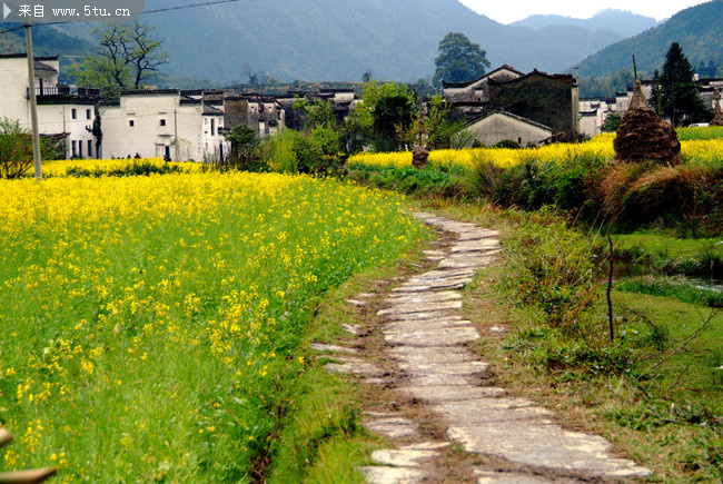 乡村景色 油菜花图片-高清图片-百图汇设计素材