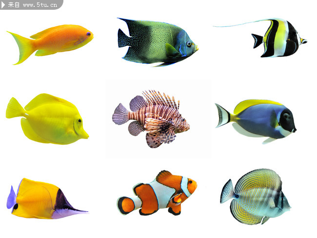 金鱼图片大全 海洋生物
