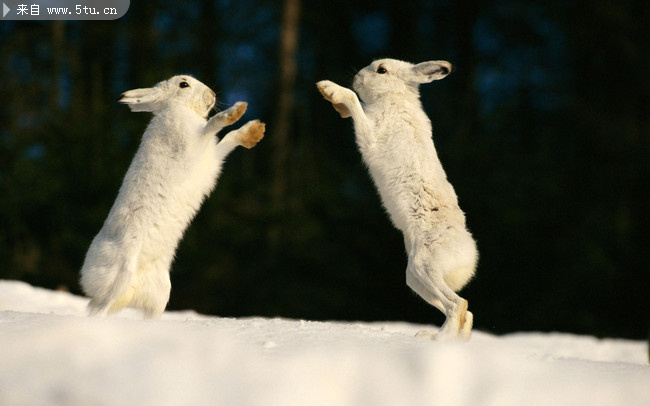 两只小白兔 兔子图片