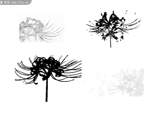 收藏的一个彼岸花ps笔刷