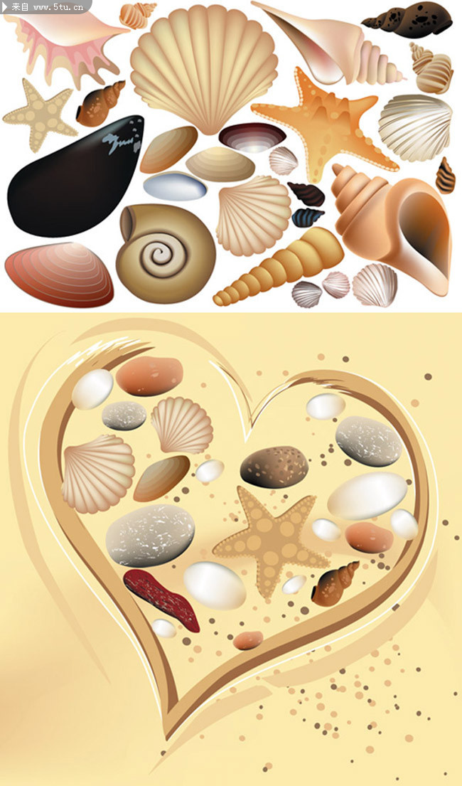 贝壳矢量图-矢量素材-百图汇设计素材