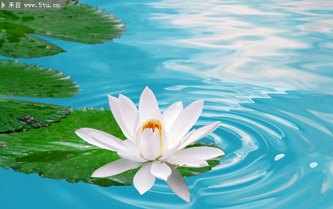 高清白莲花图片