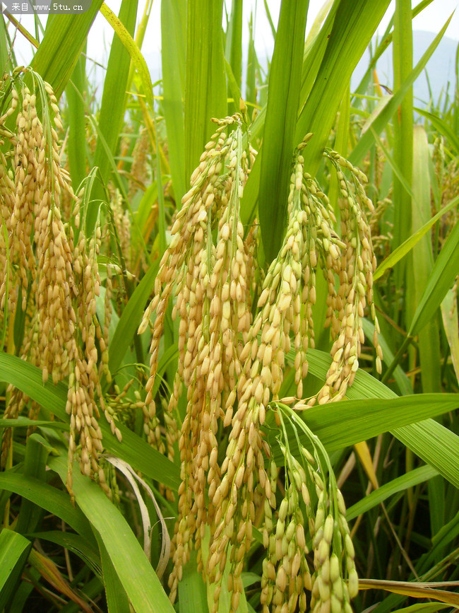 水稻—高清.jpg