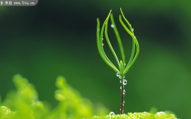 高清壁纸绿芽,绿叶图片