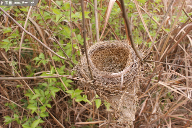 鸟窝图片