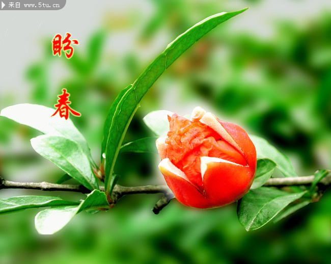 春天植物图片 盼春