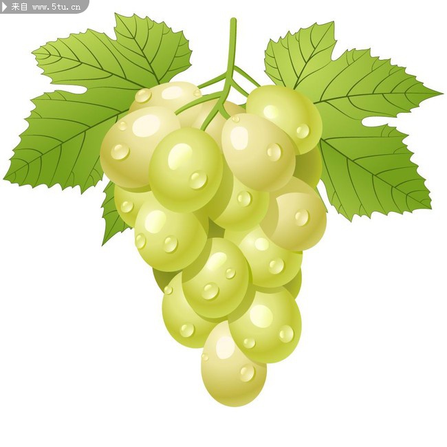 晶莹剔透的葡萄矢量图