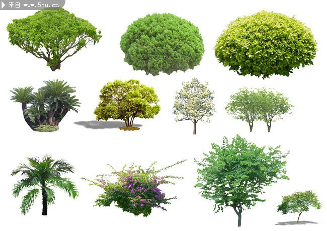 各种树木psd分层素材