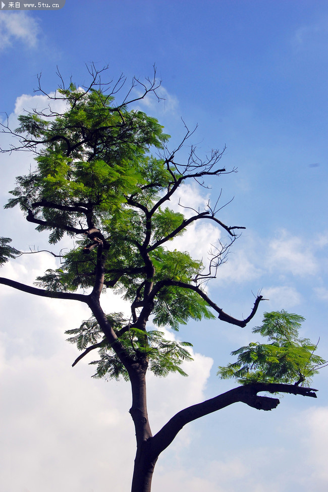 老树空中挂.jpg