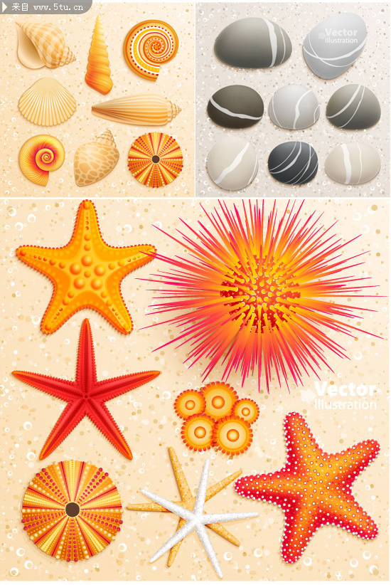 图片素材内容: 贝壳海星鹅卵石设计矢量图,贝壳海星,鹅卵石设 