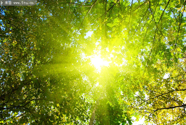 树林耀眼的阳光
