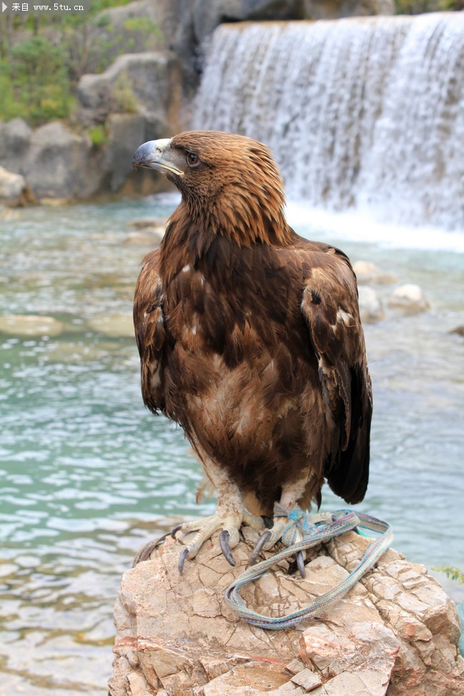 随手拍1——花,树,鹰