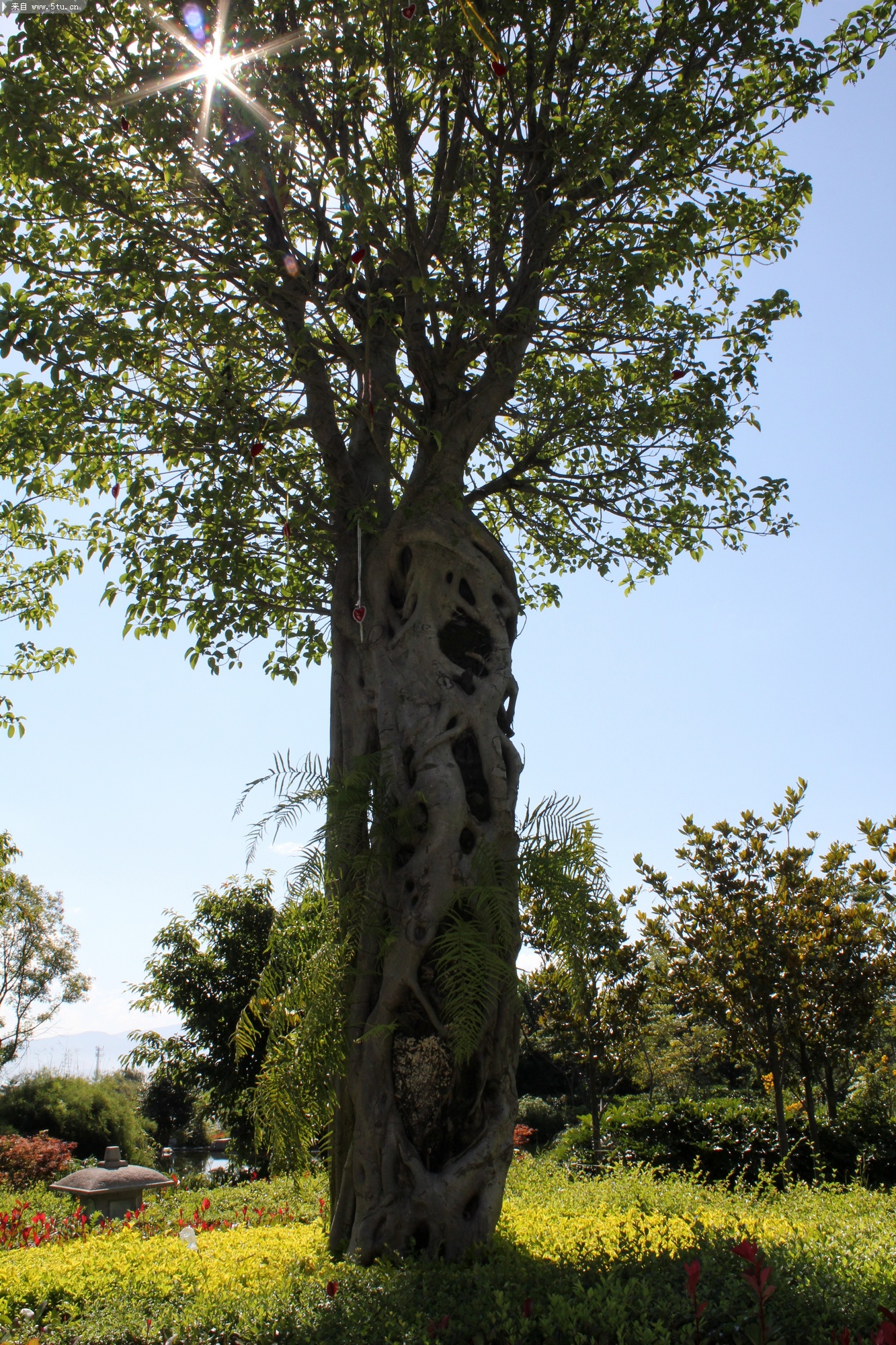 随手拍1——花,树,鹰