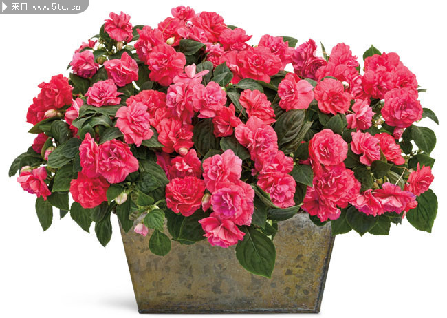 红色花朵盆栽高清图片素材