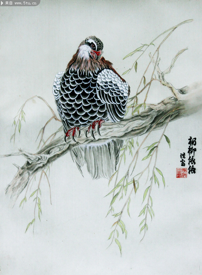 工笔老鹰杨柳依依国画素材