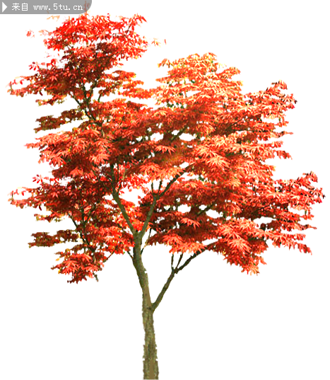 红枫1.png