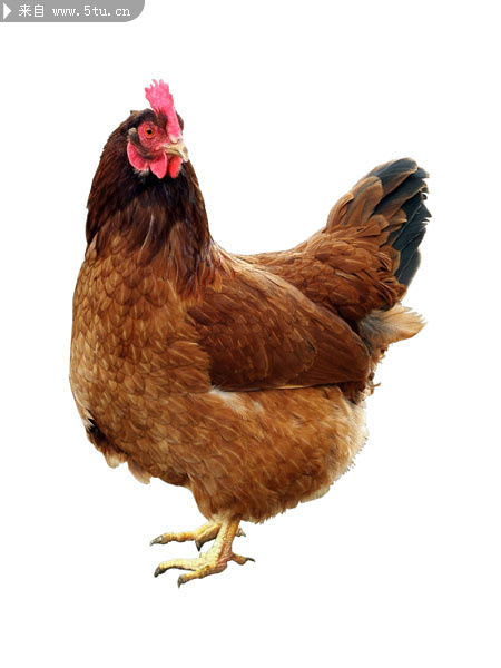 高清家禽大母鸡图片
