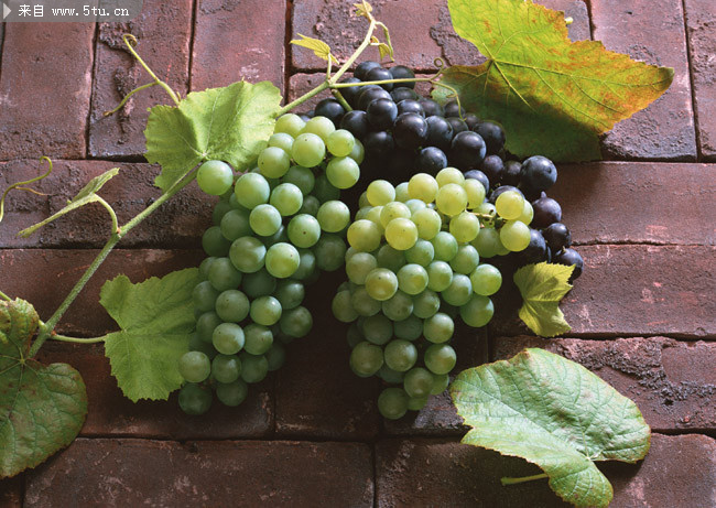 葡萄写真