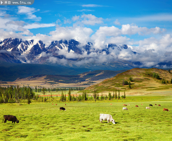 图片素材内容:  草原 晴空 群山 牛羊 山水风景 自然景观 摄影