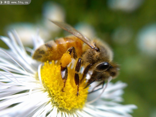 微距摄影蜜蜂采蜜高清图片素材