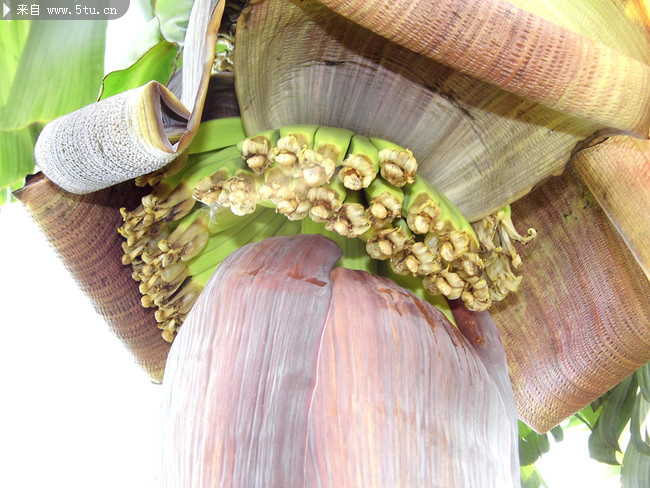 香蕉蕉蕾图片素材