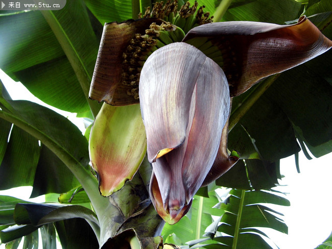 香蕉蕉蕾图片素材