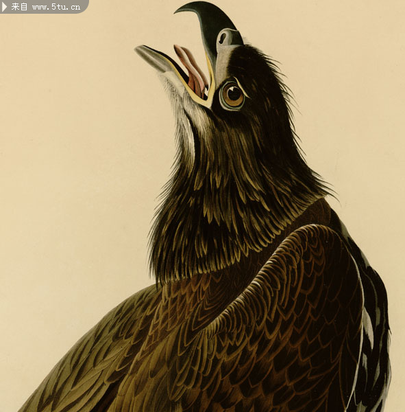 高精老鹰工笔国画图片素材