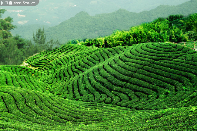 高清茶山-高清图片-百图汇设计素材