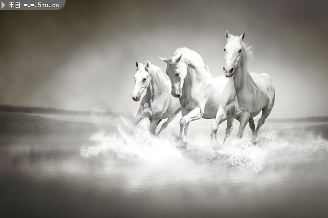 高清奔驰骏马图片-高清图片-百图汇设计素材