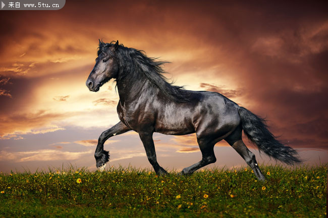 高清黑色骏马图片素材