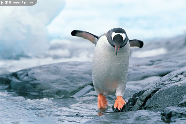 海边企鹅高清图片素材-高清图片-百图汇设计素材