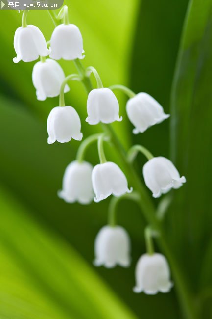 白色铃兰绿叶近景特写摄影高清图片素材