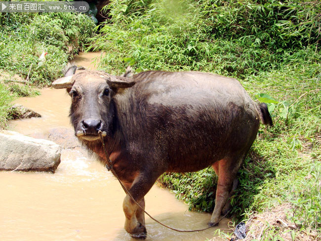 一头水牛高清图片素材