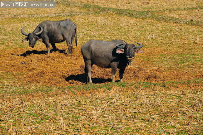 两头水牛摄影图片素材