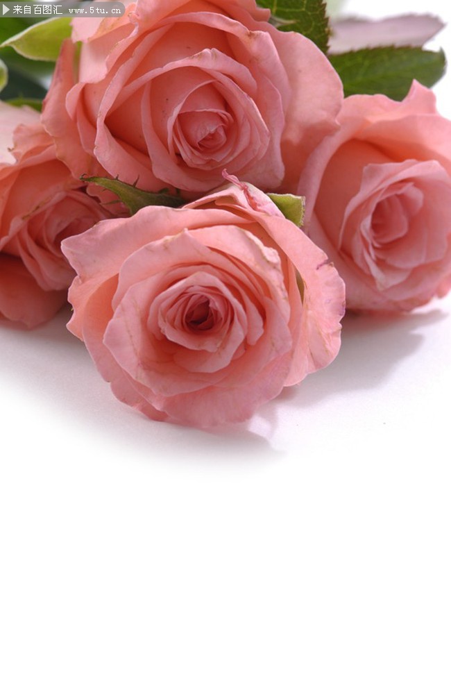03 粉色玫瑰鲜花素材