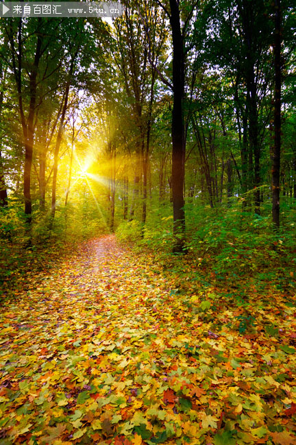 落满树叶林间道路风景图片素材