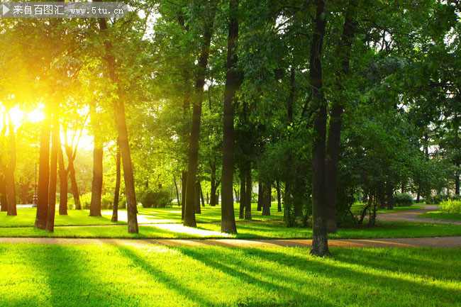 阳光下茂盛树木风景摄影图片素材