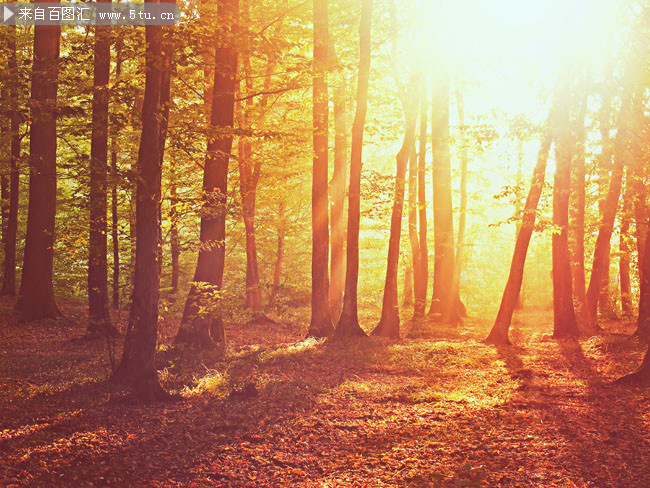 夕阳下的树林风景图片素材