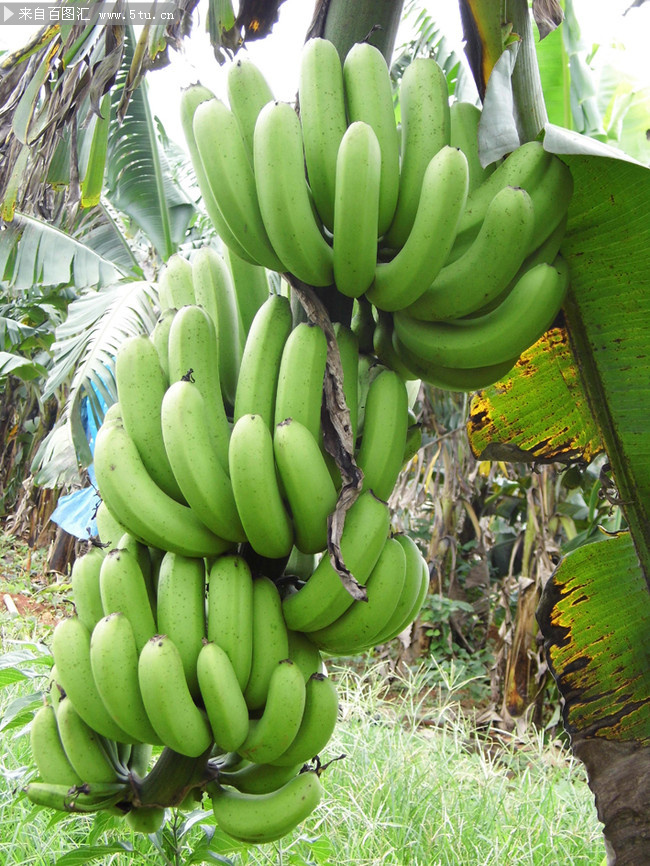 挂在树上的香蕉果实摄影图片