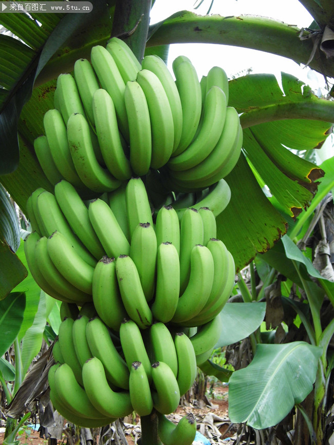 挂在树上的香蕉果实摄影图片