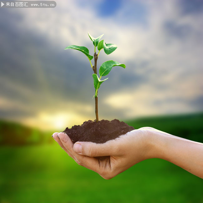 手捧小树苗环保主题素材