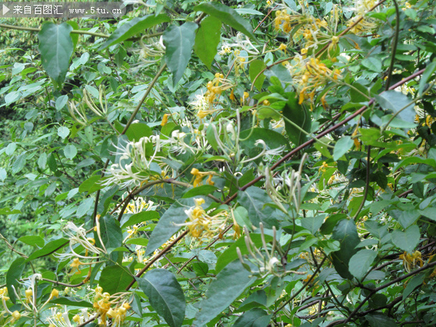 金银花藤蔓高清图片素材
