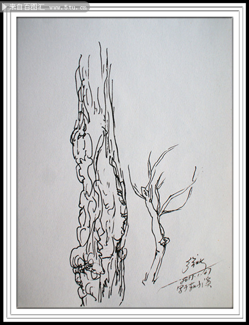 重庆市树黄桷树钢笔画创作-原创鼠绘/手绘作品-百图汇设计素材