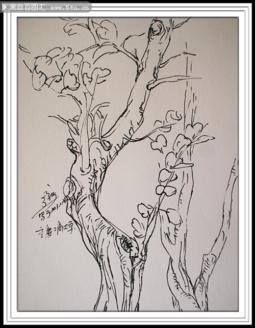 重庆市树黄桷树钢笔画创作