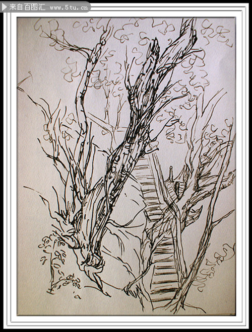 重庆市树黄桷树钢笔画创作