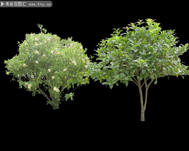 桂花植物psd素材