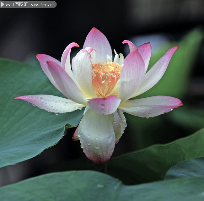 粉色露珠荷花图片素材