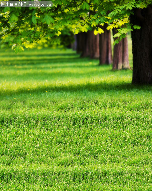 高清绿草地背景图片素材