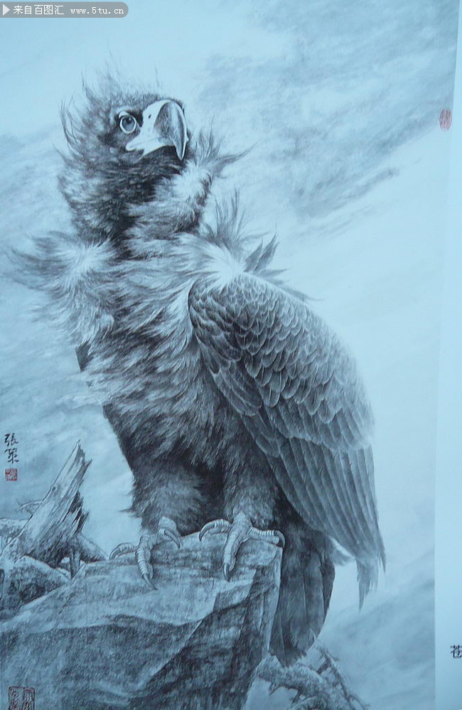 张策工笔鹰-高清图片-百图汇设计素材